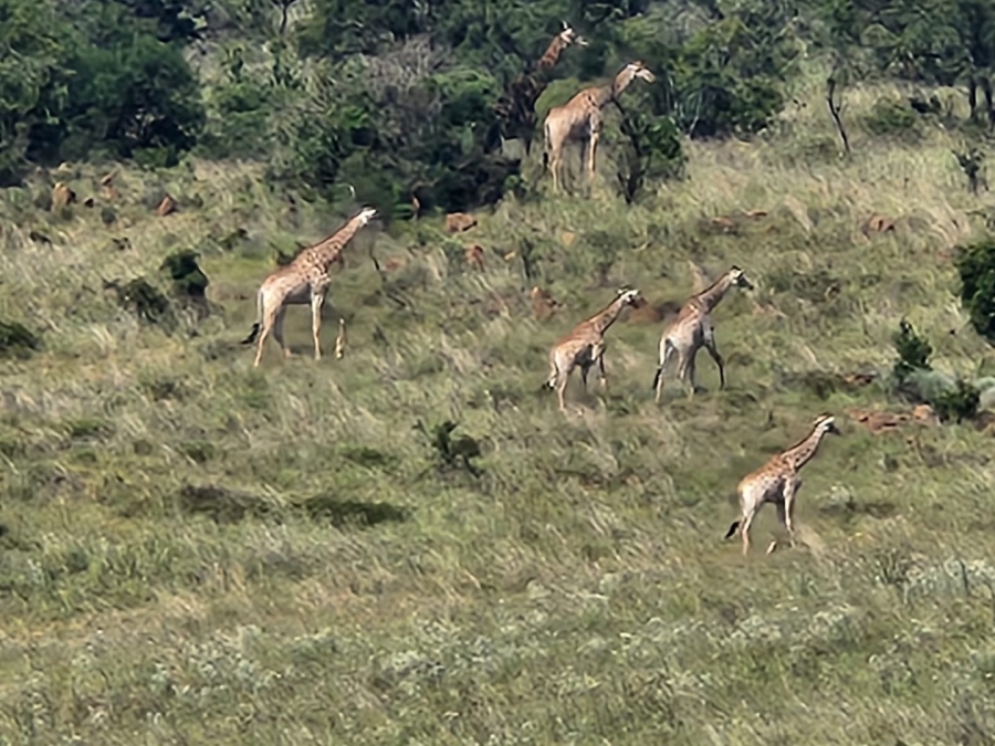 Commercial Property for Sale in Lekwena Wildlife Estate North West